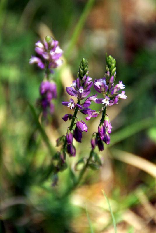 Unser Orchideenpark Bild Nr.059